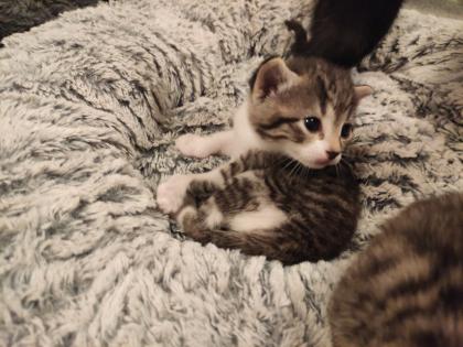 Kitten Kätzchen Babykatze Katzenbaby EKH