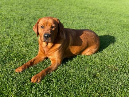 Labradorwelpen in foxred Labrador Welpe Abgbe ab Ende April 204
