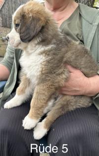 Berner Sennenhund Welpen