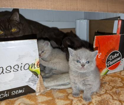 Wir bieten liebevolle gut erzogene reinrassige Britisch-Kurzhaar-Kitten zu erschwinglichen Preise