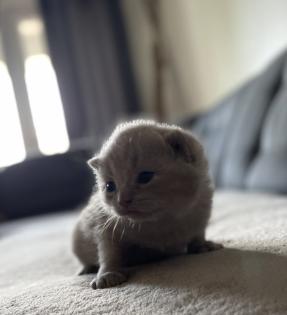 Bkh Kitten alle lilac