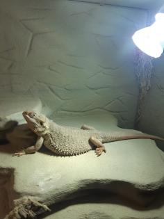 Bartagame -Hypo Zero female / weiblich