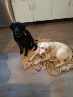 Labrador Welpe braun Mädchen