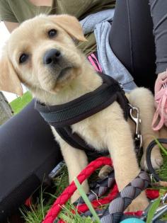 Labrador Welpe