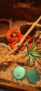 Kornnatter mit Terrarien