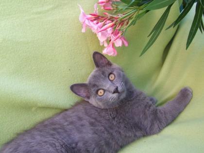 Kleine Kätzchen / Kitten / Katzenbabys