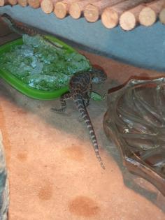 Bartagame Babys brauchen schnell ein neues Zuhause
