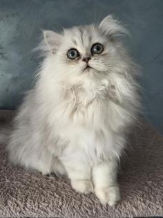 Reinrassige Perserbabys Perserkitten Silver shaded