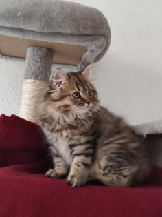 4 Süßes BKH und BLH-Kitten