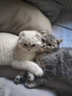 Katze britisch kurze Haare