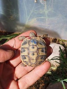 Griechische Landschildkröten Nachzuchten 2022 2023