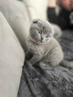 BKH/ Scottish Fold mix