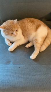 Perser Mix Katzen / Kater