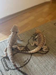 Bartagamen Nachwuchs zu verkaufen