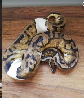Python Regius / Königspython adult 1. 1Superpastel Piebald 0. 1Pastel het. Piebald