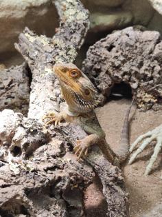 Bartagame m mit großem Terrarium Quarantäneterrarium inkl. Beleuchtung und viel Zubehör