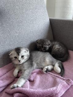 BKH mix Kitten 2 Monaten alt