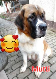 Bernhardiner Mix Hunde