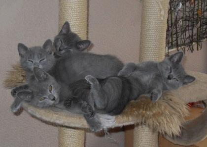 Reinrassige Chartreux Kitten