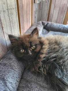 Maine Coon Perser Kitten