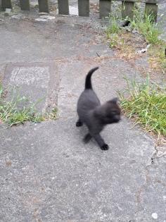 Süsse Katzenkitten Suchen neuen Dosenöffner