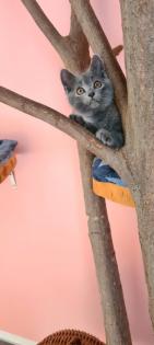 Reinrassige Chartreux Kitten