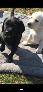 Verkaufe Labrador Hündin Liesel