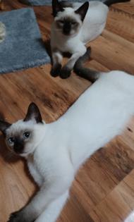 Siam /Thai Kitten Seal Point Babys Kätzchen. Abgabebereit.