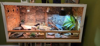 Zwei Leopardgeckos Weibchen