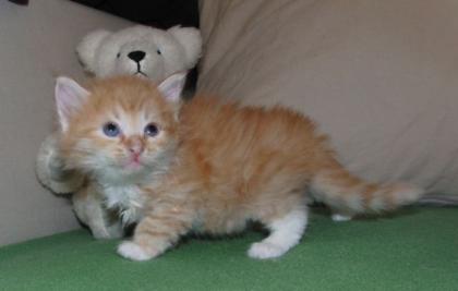 Arsinoe s Sibirische Katzen