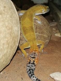 Leopardgeckos 1 Männlein 2 Weiblein sowie 1 weibliches Jungtier