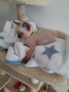 Tonkanesekitten Burma Siam