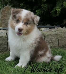 Reinrassiger Australian Shepherd Welpe red-merle weiblich