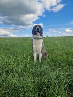 Maremanne Herdenschutzhund Mix