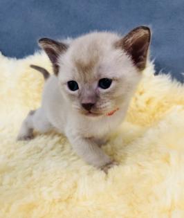 Reinrassige Burma Kitten
