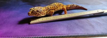 Gecko Männchen in gute Hände abzugeben