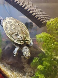 Mississippi Höckerschildkröte - männlich - mit Zuhause Kostenlos abzugeben