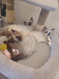 Ragdoll-Kätzchen suchen ein neues liebevolles Zuhause