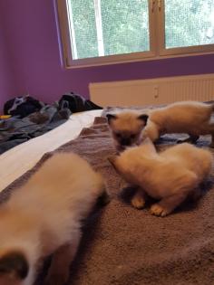 Reinrassige Siam Kitten Balinesisch