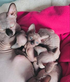 5 Canadian Sphynx suchen liebevolles zuhause ab dem 27. 11. 2023