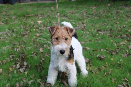 Drahthaar Foxterrier Welpe.