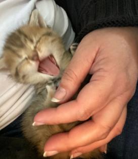 BKH Kitten 13 Wochen