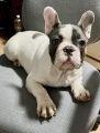 Sehr liebevoller Wurf französischer Bulldoggenwelpen.