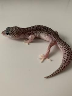 1. 0 Mack super Snow Het Diablo Blanco Leopardgecko Männchen Enz 23 abzugeben Übergabe Hamm möglich