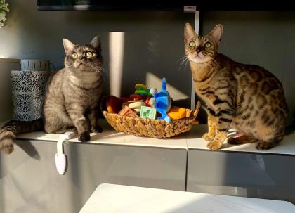 Bengal/BKH mix Kitten Erbkrankheitenfrei