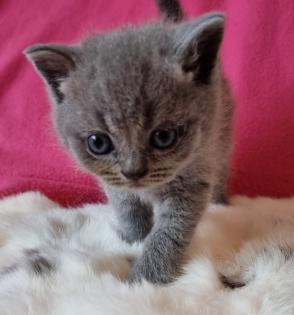 Britisch Kurzhaar Kitten