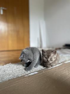 Britisch Kurzhaar Kitten BKH