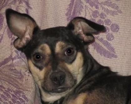Martha Pinscher -Mix aus der Ukraine hat ihren Pflegeplatz nur für 4 Wochen. W