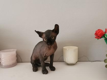 Sphynx Kätzchen zu verkaufen