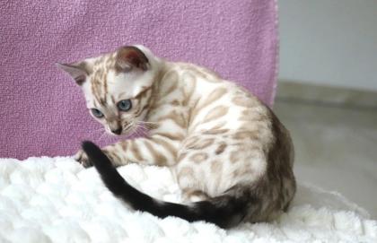 Süsse Bengalkitten 2 Weibchen und 2 Männchen